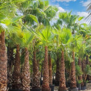 Washingtonia Palm Dubai